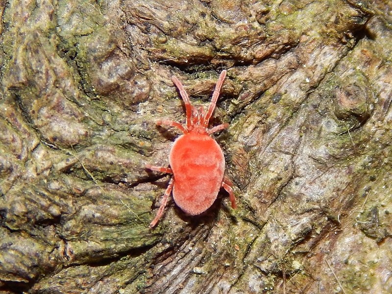 Richiesta ID
